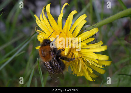 Biene, Mit Blütenstaub einer Dein Beinen, ein Einer Löwenzahnblume Biene mit Pollen an den Beinen, auf eine Blume Löwenzahn Stockfoto