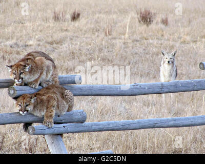 Zwei Jugendliche Berg Löwenbabys Klammern sich an einen Zaun nach gejagt von einem Rudel wütend Kojoten im National Elk Refuge 28. März 2013 in Kelly, Wyoming. Die Coyotes kreisten die Katzen für eine Stunde vor, die Cubs entkommen, zu lassen. Parkranger gesichtet die Cubs sicher mit ihrer Mutter am nächsten Tag. Stockfoto