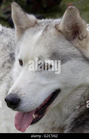 Siberian Husky Stockfoto