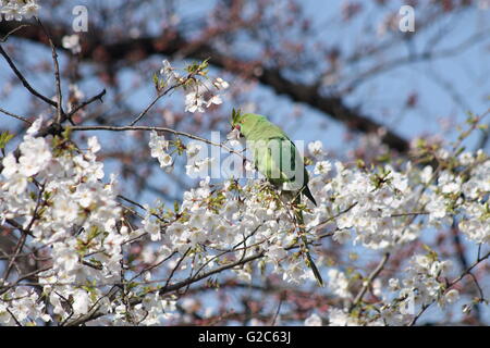 Sittich mit Mittagessen auf einem blühenden Baum im Ueno Park in Tokio Stockfoto