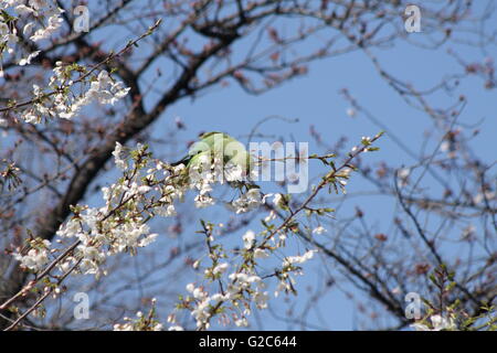 Ein Sittich Konzentration auf Fütterung unter den Blüten im Ueno Park, Tokio Stockfoto