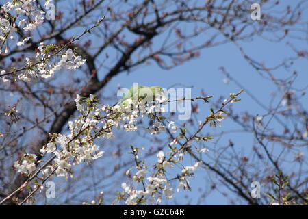 Sittich kaute auf die Blumen im Ueno Park in Tokio Stockfoto