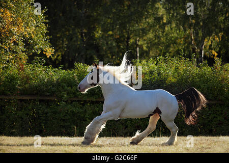 Drum-Horse Hengst läuft Galopp in Abend-Wiese Stockfoto