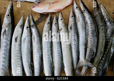 Meeresfische nach den Fischen und bei Nacht, frische Barrakudas Fisch gefangen. Stockfoto