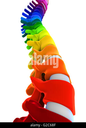 Bunte menschlichen Wirbelsäule Anatomie Stockfoto