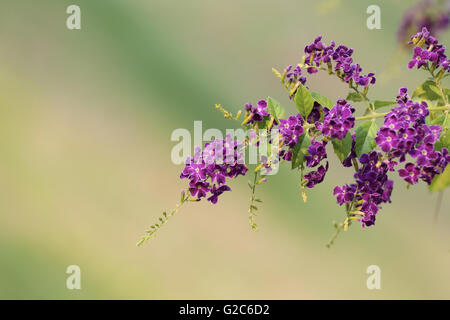 violette Blume im Namen ist, dass Taube-Beere im Garten blühen. Stockfoto