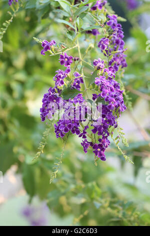 violette Blume im Namen ist, dass Taube-Beere im Garten blühen. Stockfoto