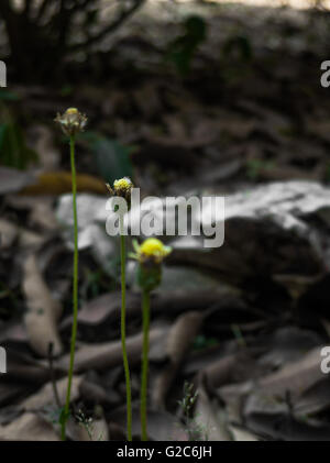 Schwarze Ameisen ernähren sich von drei in Linie wilden weißen Wald Blumen im Wald mit Hintergrund Unschärfe der trockenen Blätter sterben Stockfoto