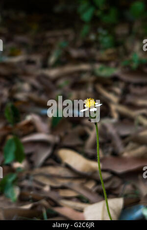 Schwarze Ameisen ernähren sich von einer wilden weißen Wald Blume auf einem kleinen Shooting im Wald mit Hintergrund Unschärfe der trockenen Blätter Stockfoto