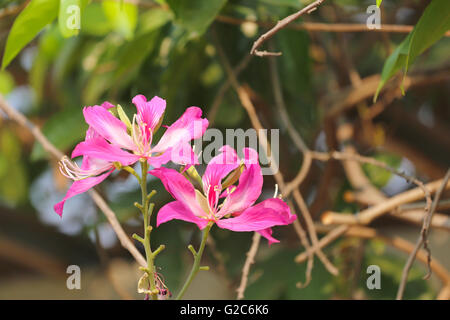 Schmetterling Baum und haben rosa Blume Blüte in den Garten, tropische Pflanzen in Thailand. Stockfoto