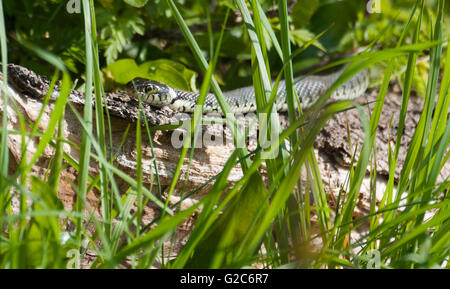 Ringelnatter (Natrix Natrix] sonnen sich auf einem Baumstamm Stockfoto