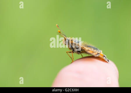 Marsh Fritillary Butterfly (Etikett Aurinia) am Finger. Ein knapper Schmetterling in der Familie Nymphalidae, auf einen Mann finger Stockfoto