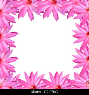 Frame rosa Lotus isoliert auf weißem Hintergrund für Design im Konzept der Natur. Stockfoto