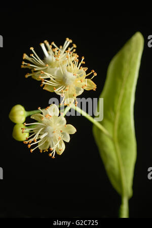 Blüten der Linde auf schwarzem Hintergrund Stockfoto