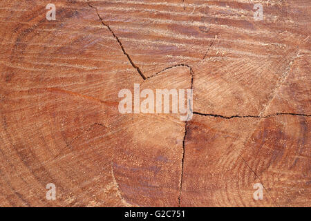 Holzoberfläche der Stamm für die Design-Natur-Hintergrund. Stockfoto