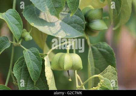 Hülsenfrüchte von Sacha Inchi oder Inka-Erdnuss-Baum, tropischen Kräuter, die in Thailand beliebt sind. Stockfoto