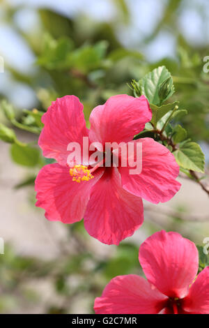 Hibiskus Blumen blühen im Garten, tropischen Baum ist schön von Thailand. Stockfoto