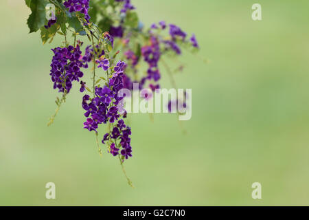 violette Blume im Namen ist, dass Taube-Beere im Garten blühen. Stockfoto