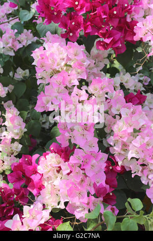 Rosa Bougainvillea blühen auf Baum im Blumengarten. Stockfoto