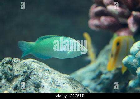 Papageienfische oder Altrosa Papageienfisch im Meer. Stockfoto