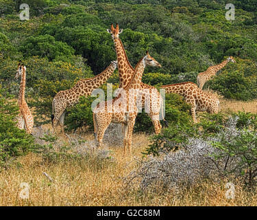 Ein Turm von Giraffen (Giraffa Camelopardalis) Ernährung Stockfoto