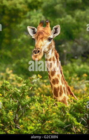 Die Südafrikanische Giraffe (Giraffa Camelopardalis), und heben Sie den Kopf über das Vordach Stockfoto