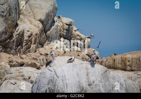 Steller Seelöwen auf einem Ozean Felsen in Vina Del Mar Stockfoto