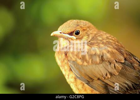 Closeup Portrait junge braune Drossel Vogel (Turdus Philomelos). Drossel Vogel. Junge Soor. Soor im Garten. Porträt von Soor Stockfoto