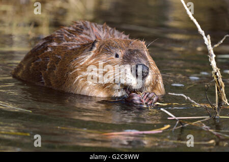 Ein wilder Biber "Castor Canadensis', Fütterung auf einige Wurzeln, die er zwischen seinen Vorderpfoten hält Stockfoto