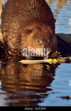Wilde adult kanadische Biber "Castor-Canadenis", für einen Zweig von einem Espenbaum erreichen Stockfoto