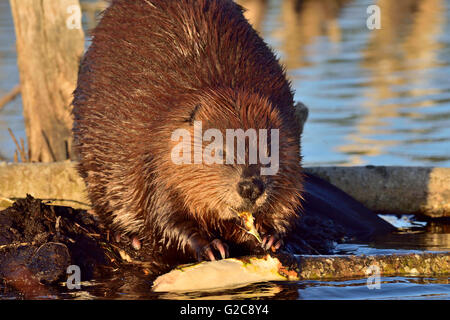 Ein Bild eines wilden Erwachsenen Bibers "Castor Canadenis', Fütterung auf die Rinde von einem Espenbaum, die er in seinen Vorderpfoten hält Stockfoto