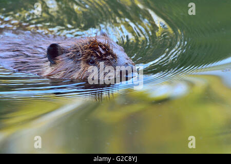 Ein wilder Biber "Castor-Canadenis", Schwimmen in einem Pool von ruhigem Wasser Stockfoto