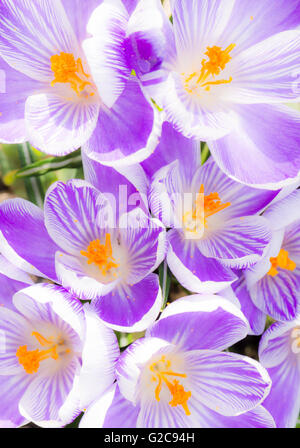 Makro aus einer Gruppe von lila und weißen Krokus Blüten Stockfoto