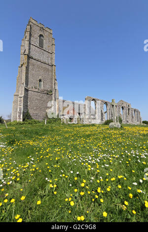 Butterblumen und Gänseblümchen auf dem Friedhof von St. Andrews Church, Covehithe, Suffolk, England, UK. Stockfoto