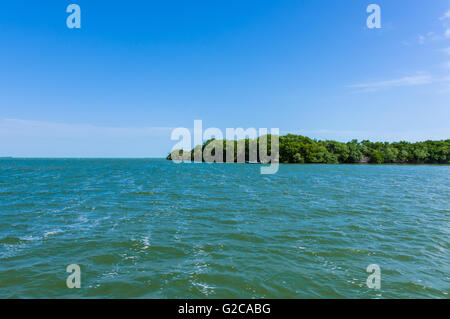 Mangrovensumpf entlang der Küste von Belize.  Belize City, Belize Stockfoto