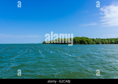 Mangrovensumpf entlang der Küste von Belize.  Belize City, Belize Stockfoto