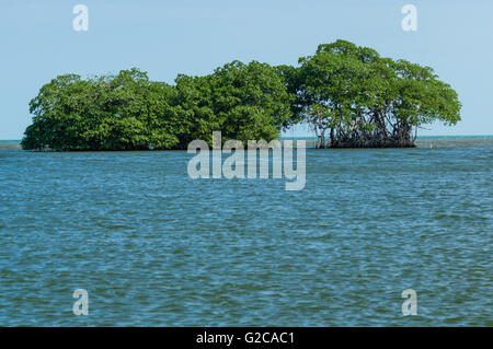 Mangrovensumpf entlang der Küste von Belize.  Belize City, Belize Stockfoto