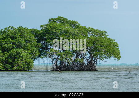 Mangrovensumpf entlang der Küste von Belize.  Belize City, Belize Stockfoto