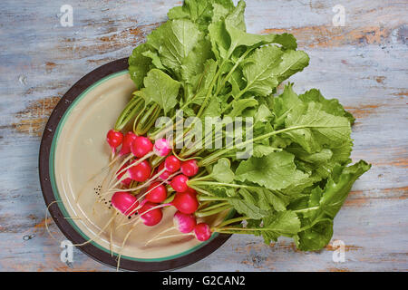 Frische Radieschen mit Blättern auf Platte Stockfoto