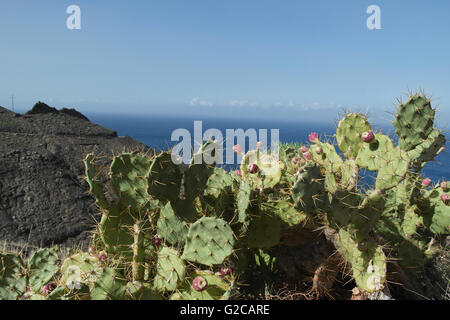 Kaktus in der Nähe der Straße an der West Küste von Gran Canaria - Spanien Stockfoto