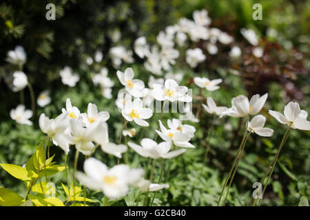 Weiße Blüten der Schneeglöckchen Anemone Sylvestris, Nahaufnahme, Retro getönt. Stockfoto