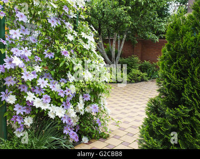 Clematis-Blüten vollständig bedeckt einen Zaun im heimischen Garten. Stockfoto