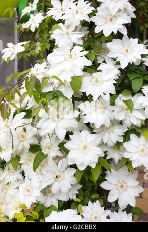 Clematis-Blüten vollständig bedeckt einen Zaun im heimischen Garten. Stockfoto