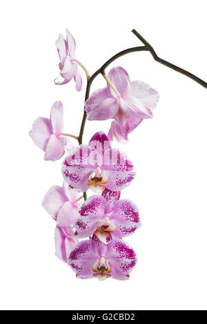 Blühen bunte Orchidee isoliert auf weißem Hintergrund Stockfoto