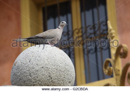 Ein Vogel bereitet sich auf die Flucht aus einer Steinsäule nehmen an einem Sommertag. Stockfoto