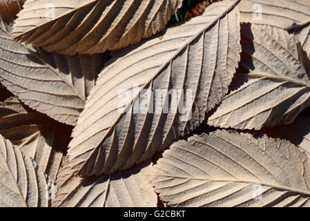 Blatt Muster oder Muster der Gemeinsamen Whitebeam, Sorbus aria, Blätter Stockfoto