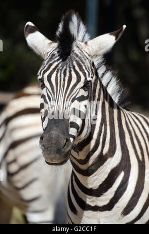 Porträt von Burchell Zebra (Equus Quagga Burchellii) Stockfoto