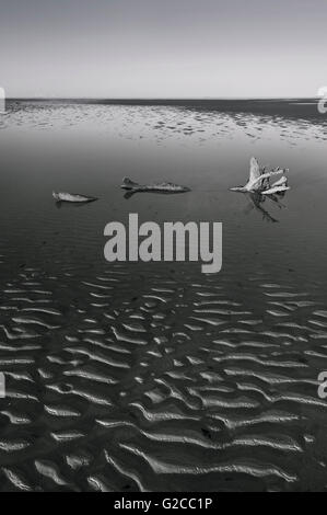 Ein großes Stück Treibholz liegt in einem flachen Wasserbecken in schwarz und weiß. Stockfoto