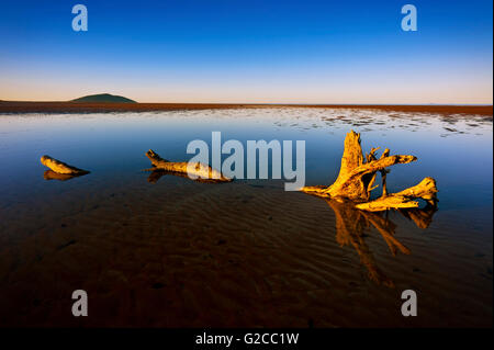 Ein großes Stück Treibholz liegt in einem flachen Wasserbecken unter blauem Himmel. Stockfoto