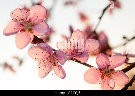 Zweig der Aprikosenbaum mit rosa Blüten im Frühjahr. Gegen die weißen Himmel Stockfoto